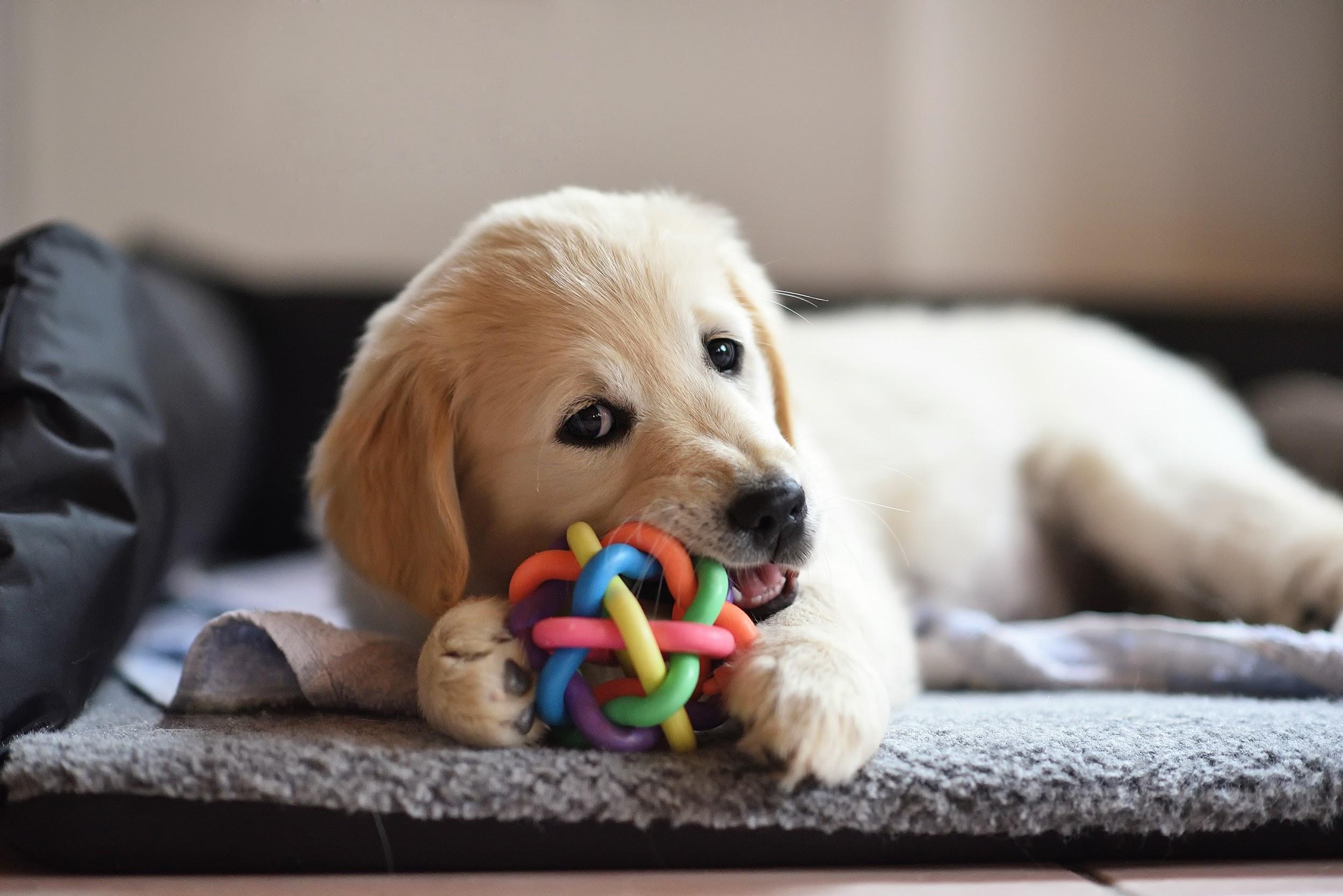 alt-tag-example_puppy-plays-with-chew-toy