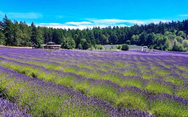 Merchant Stories: Pelindaba Lavender